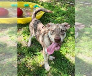 Siberian Husky-Unknown Mix Dogs for adoption in Peoria, IL, USA