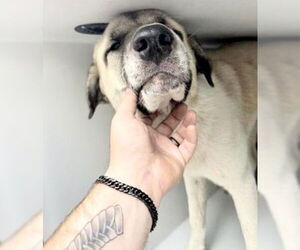 Great Pyrenees-Unknown Mix Dogs for adoption in Houston, TX, USA