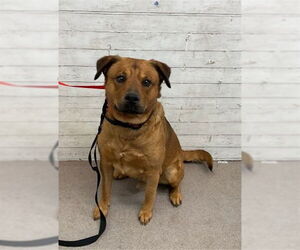 Shepweiller Dogs for adoption in San Bernardino, CA, USA