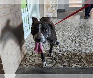 Medium Photo #1 Labrador Retriever-Unknown Mix Puppy For Sale in Houston, TX, USA