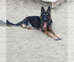 German Shepherd Dog Dogs for adoption in NYC, NY, USA