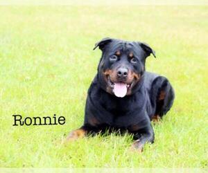 Rottweiler Dogs for adoption in Sarasota, FL, USA