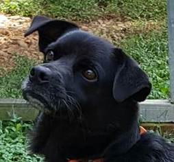 Puggle Dogs for adoption in Lovingston, VA, USA