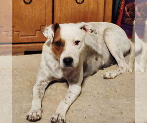American Bulldog-Unknown Mix Dogs for adoption in Sheridan, CO, USA