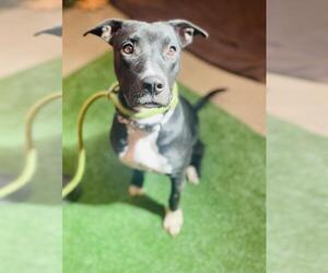 American Pit Bull Terrier Dogs for adoption in Globe, AZ, USA