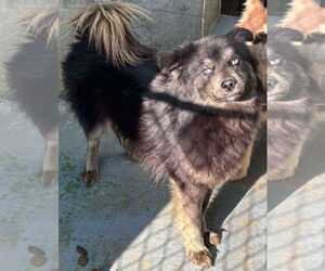 Huskies -Pomeranian Mix Dogs for adoption in Rustburg, VA, USA