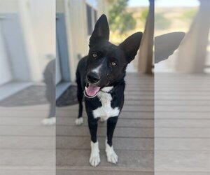 Border Collie-Unknown Mix Dogs for adoption in Lancaster, CA, USA