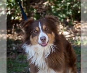 Australian Shepherd-Unknown Mix Dogs for adoption in Fredericksburg, VA, USA