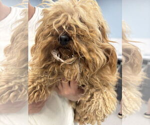 Mutt Dogs for adoption in Washington, DC, USA
