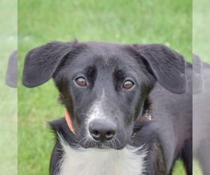 Border-Aussie Dogs for adoption in Huntley, IL, USA