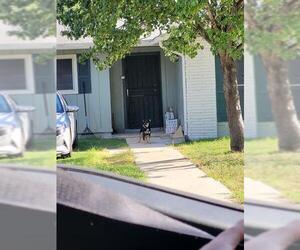 Australian Shepherd Dogs for adoption in San Antonio, TX, USA