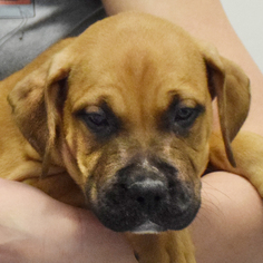 Medium Photo #1 American Staffordshire Terrier-Mastiff Mix Puppy For Sale in Huntley, IL, USA