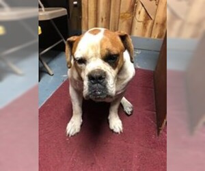 Bulldog Dogs for adoption in Rowayton, CT, USA