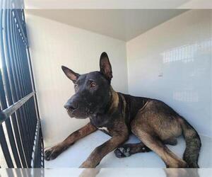 German Shepherd Dog-Unknown Mix Dogs for adoption in Houston, TX, USA