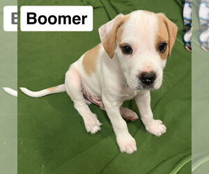 Miniature Schnauzer-Unknown Mix Dogs for adoption in Mooresville, NC, USA