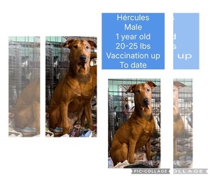 Rhodesian Ridgeback-Vizsla Mix Dogs for adoption in Virginia Beach, VA, USA