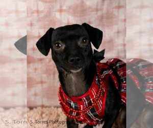Chihuahua Dogs for adoption in Visalia, CA, USA