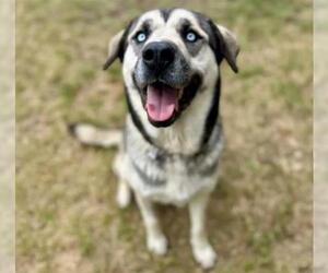 Siberian Husky-Unknown Mix Dogs for adoption in Riverside, CA, USA