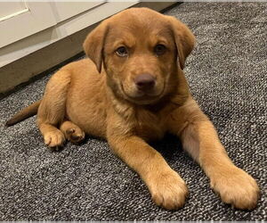 Labrador Retriever-Unknown Mix Dogs for adoption in New York, NY, USA