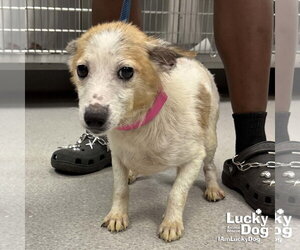 Jack Russell Terrier-Unknown Mix Dogs for adoption in Washington, DC, USA