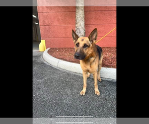 German Shepherd Dog Dogs for adoption in Fort Lauderdale, FL, USA