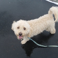 Maltipoo Dogs for adoption in Rathdrum, ID, USA