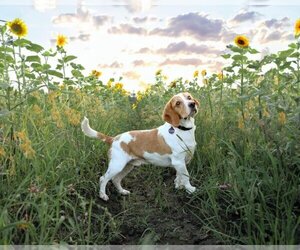 Beagle Dogs for adoption in Dedham, MA, USA