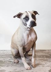American Pit Bull Terrier Dogs for adoption in Rockwall, TX, USA