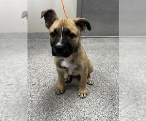 German Shepherd Dog-Siberian Husky Mix Dogs for adoption in Pasadena, TX, USA