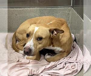 American Staffordshire Terrier Dogs for adoption in Fort Lauderdale, FL, USA