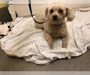 Poodle (Toy) Dogs for adoption in Forestville, MD, USA