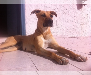 Black Mouth Cur Dogs for adoption in San Diego, CA, USA