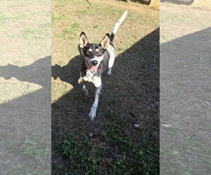 Mutt Dogs for adoption in Jackson, MS, USA