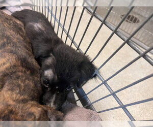 Border Collie-Unknown Mix Dogs for adoption in Tallahassee, FL, USA