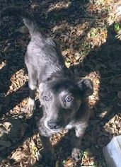 Mutt Dogs for adoption in Rockaway, NJ, USA