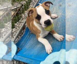 American Pit Bull Terrier-Basenji Mix Dogs for adoption in Evansville, IN, USA