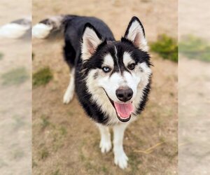 Alusky Dogs for adoption in Denver, CO, USA