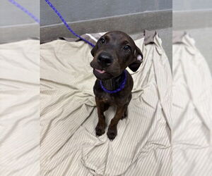 Doberman Pinscher-Unknown Mix Dogs for adoption in Las Vegas, NV, USA