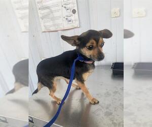 Chihuahua Dogs for adoption in Bakersfield, CA, USA