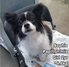 Papillon Dogs for adoption in Seattle, WA, USA