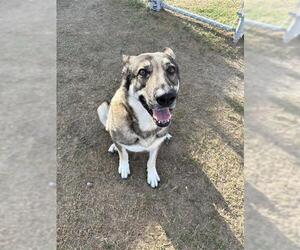 German Shepherd Dog Dogs for adoption in Corpus Christi, TX, USA