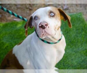 Catahoula Leopard Dog Dogs for adoption in Tallahassee, FL, USA