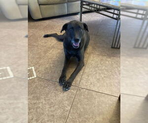 Labrador Retriever-Unknown Mix Dogs for adoption in Chandler, AZ, USA