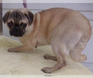 Pug Dogs for adoption in Birch Tree, MO, USA