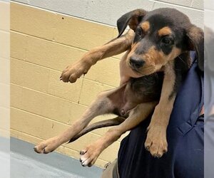 German Shepherd Dog Dogs for adoption in Tulsa, OK, USA
