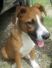 Affenpinscher-Unknown Mix Dogs for adoption in Ozark, AL, USA