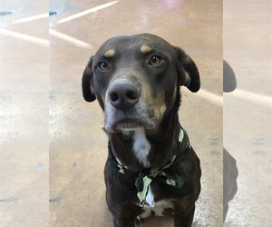 Doberman Pinscher-Labrador Retriever Mix Dogs for adoption in Heber Springs, AR, USA