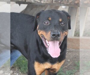 Rottweiler Dogs for adoption in Fallon, NV, USA