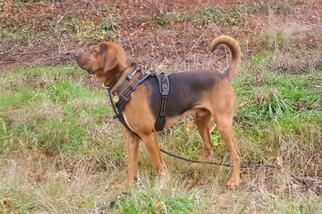 Medium Photo #1 Bloodhound Puppy For Sale in Battle Ground, WA, USA