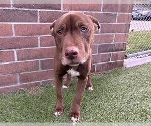 American Staffordshire Terrier-Siberian Husky Mix Dogs for adoption in Grand Prairie, TX, USA